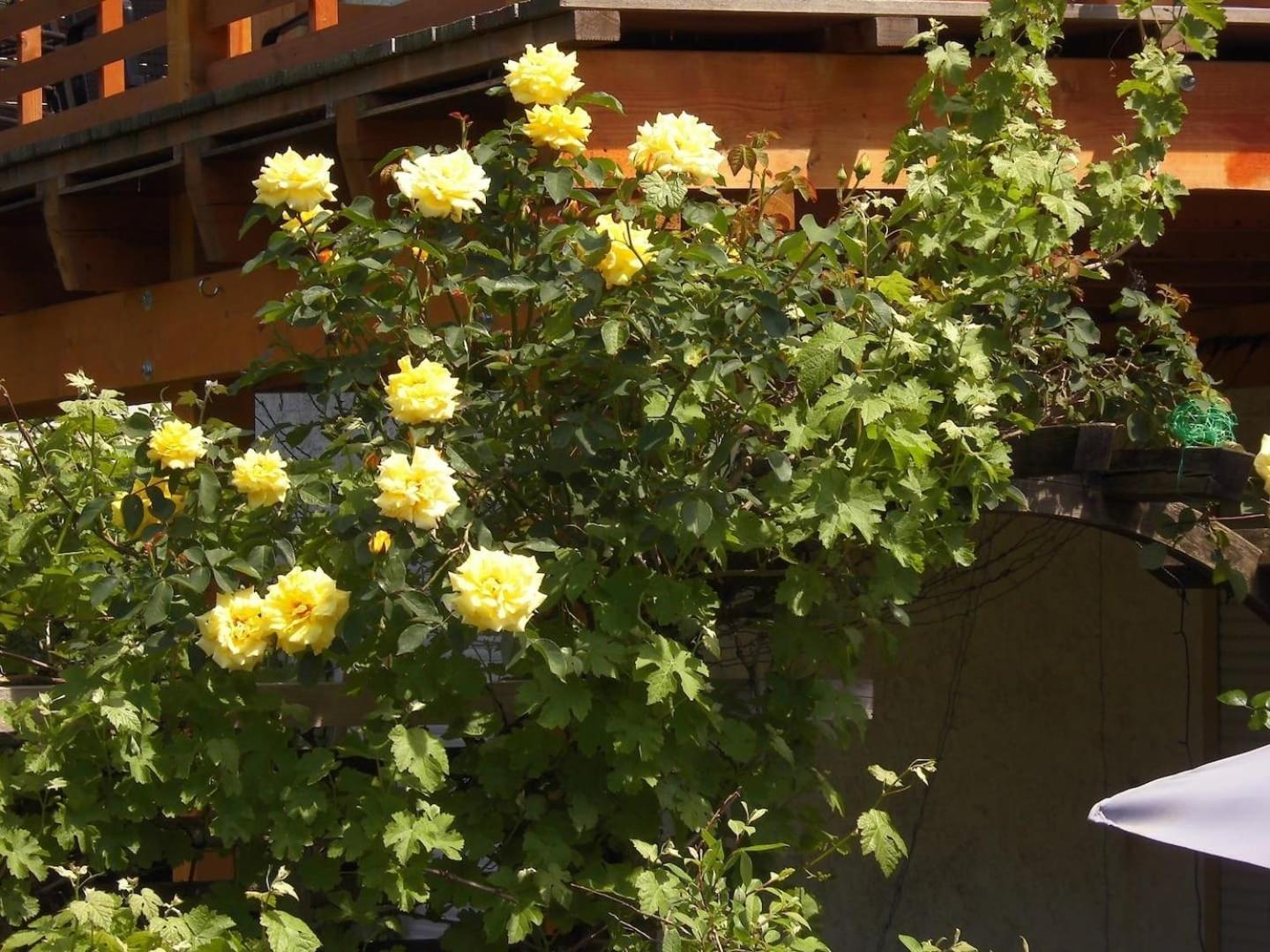 farbenfrohe Ferienwohnung Detmold Exterior foto